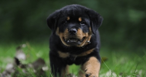 Rottweiler Puppies for sale in Jaipur  