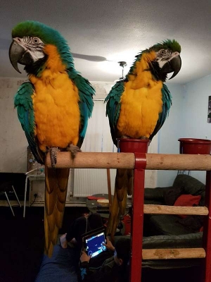 Handfed Blue and Gold Macaw With Fantastic Cage!Ready Now