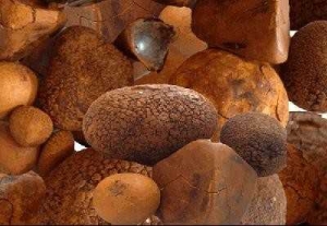 Ox/cow Gallstones available in large stock