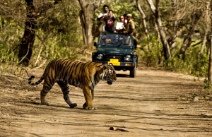 Amazing tour packages to Jim Corbett	