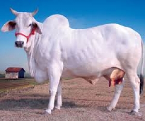 cow for sale