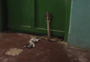 Cat fights cobra snake to save master