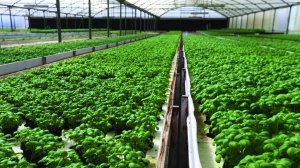 Commercial hydroponics farming  
