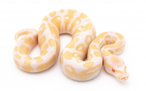 Male and female albino ball python