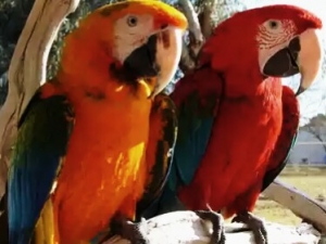 Scarlet macaw parrots for adoption