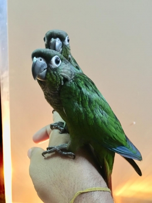 Hand tammed green cheek conure for sale