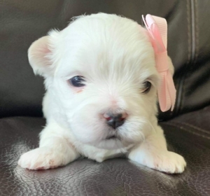 Maltese Terrier Pups Ready Now