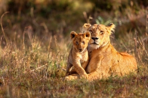 Splendid Jim Corbett Tour Package