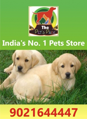 DOG PUPPIES & ALL BREEDS; THE PETS PARK ;9021644447