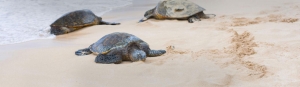  Olive Ridley Tours