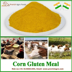 Corn Gluten Meal Manufacturers & Suppliers in India