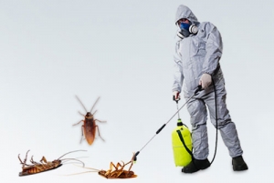 Cockroach Control Services in Kukatpally | Cockroach Control