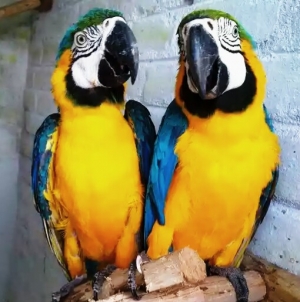 Blue gold macaw parrots for adoption