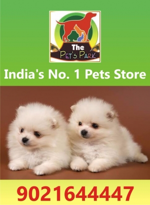 DOG PUPPIES & ALL BREEDS; THE PETS PARK ;9021644447