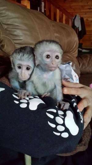 Excellent Capuchin Monkeys Now Available Text us at (4092101