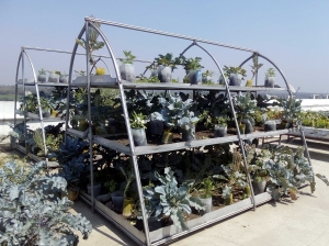 XeFarm Rooftop Organic Farming