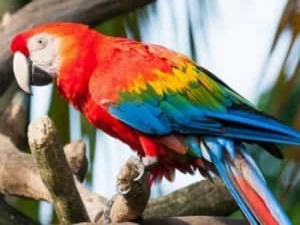 Talking Macaws Available