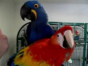 Fertile Parrot eggs and weaned babies for sale
