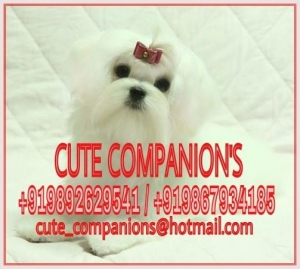 CuteCompanions kennels and Breeders