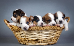 Buy Healthy Dogs & Puppies for Sale in Noida | Online Pet 