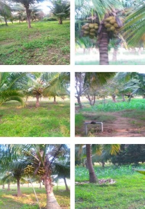 Cheap agri land in Surandai