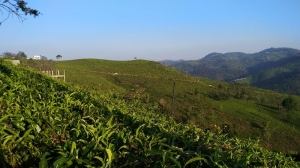 High-Yielding Land for Sale in Coonoor