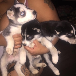 huskies puppies for sale so lovely