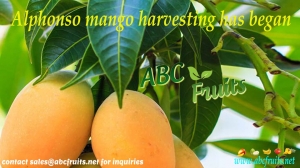 Manufacturer/Exporter of Mango, Guava & Papaya Fruits Pulp &