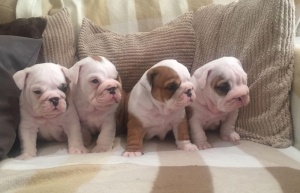 Gorgeous English Bulldog Puppies