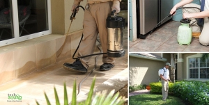Highly successful pest control treatment in Marathahalli