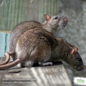 Get professional rodent control service in Bangalore