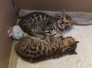 Cutest Bengal Kittens ready