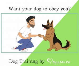  Dog Training 