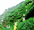 Darjeeling Tour Package