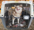 Top 10 Pet Transport Service in Bangalore