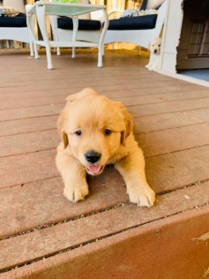  We have three golden retriever and Labrador  puppies 