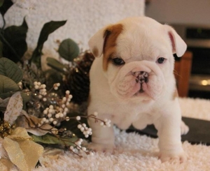 Akc registered English Bulldog puppies