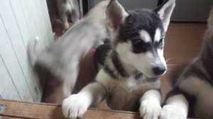 Male and Female Siberian Husky Puppies For Sale 