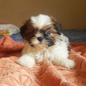 Adorable Shih Tzu Puppies 