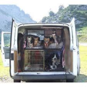 Pet Transportation in Chennai - Best Pet Transportation