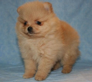 Adorable Teacup Pomeranian Puppies Available