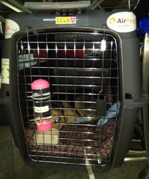 Buy CR82 Crate online from AirPets 