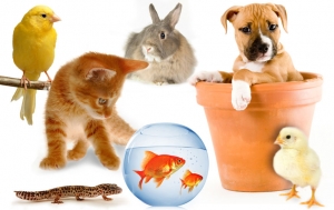 List Your Pet Business in India - Free List | Odoab