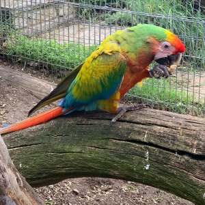 Beautiful Female Shamrock Macaw