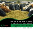 Rajpura Silage