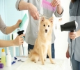 Dog Grooming in Chennai - Best Dog Groomer At DoorStep in Ch